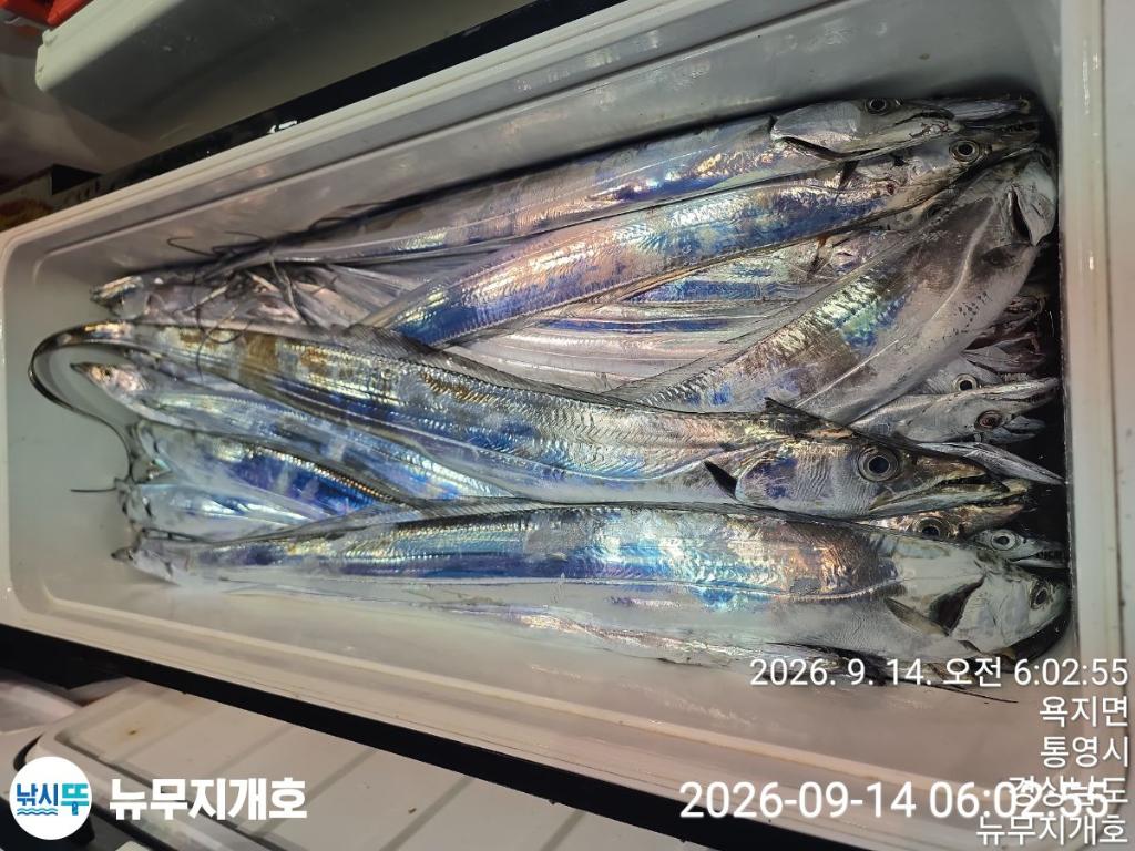 낚시뚜,갈치,통영영운리항,뉴무지개호,낚시뚜11