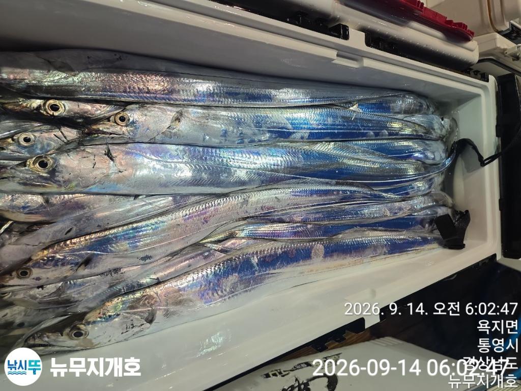 낚시뚜,갈치,통영영운리항,뉴무지개호,낚시뚜9