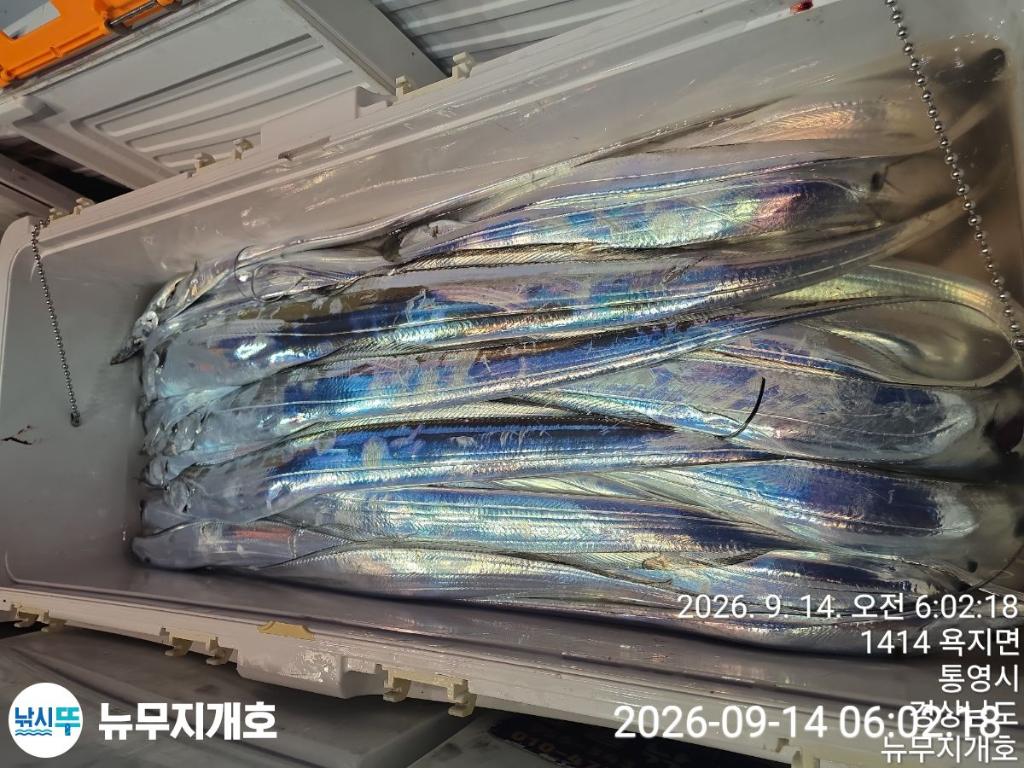 낚시뚜,갈치,통영영운리항,뉴무지개호,낚시뚜8