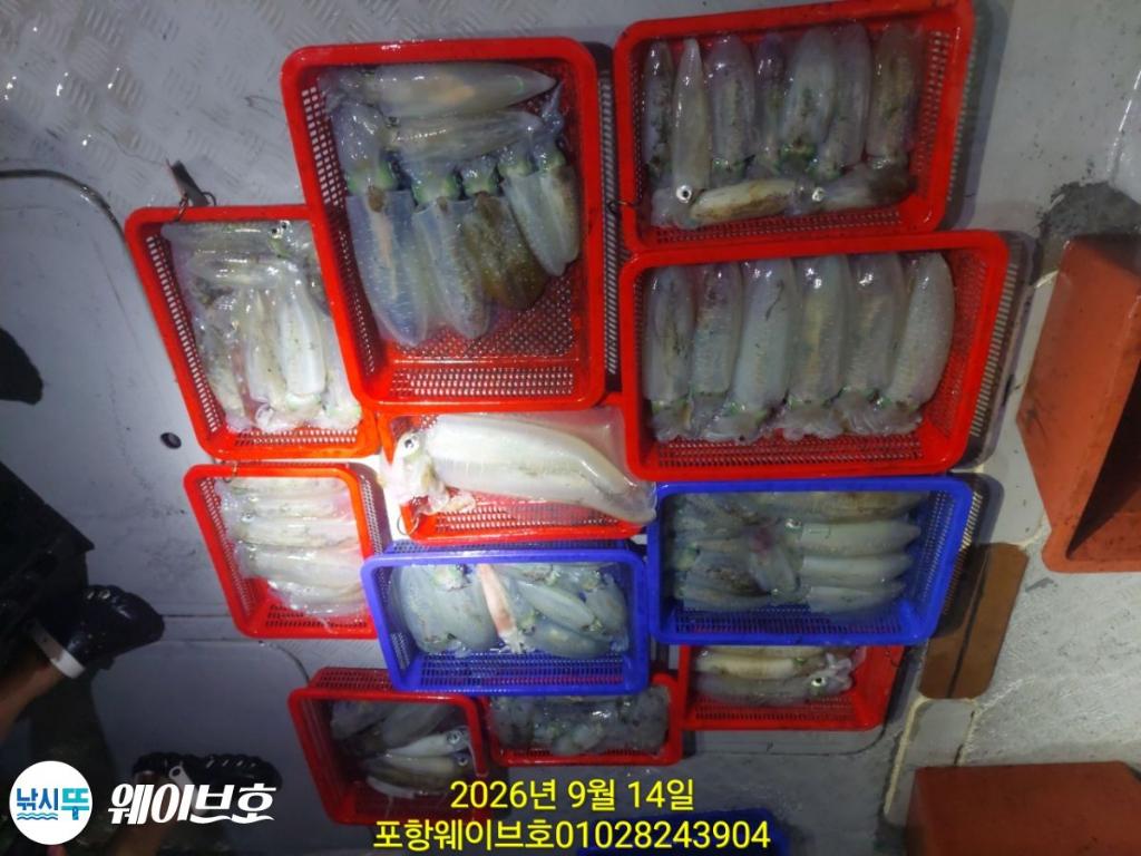 낚시뚜,무늬오징어,구룡포항,뉴웨이브호,낚시뚜7