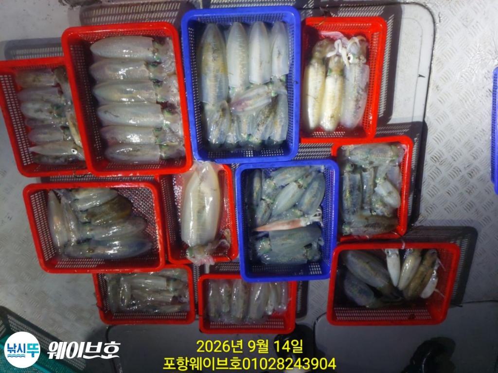 낚시뚜,무늬오징어,구룡포항,뉴웨이브호,낚시뚜6