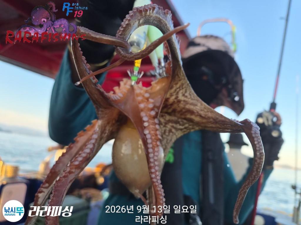 낚시뚜,돌문어,속천항(진해),라라피싱,낚시뚜6
