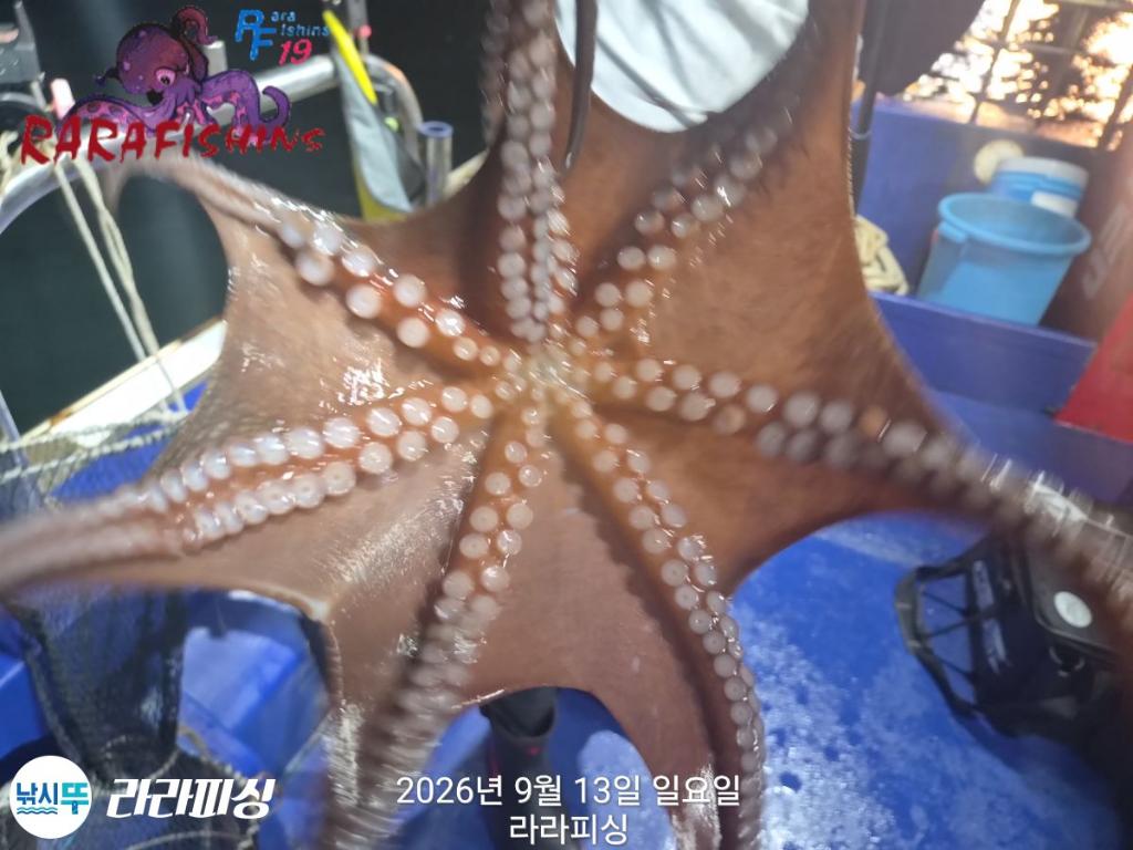 낚시뚜,돌문어,속천항(진해),라라피싱,낚시뚜3