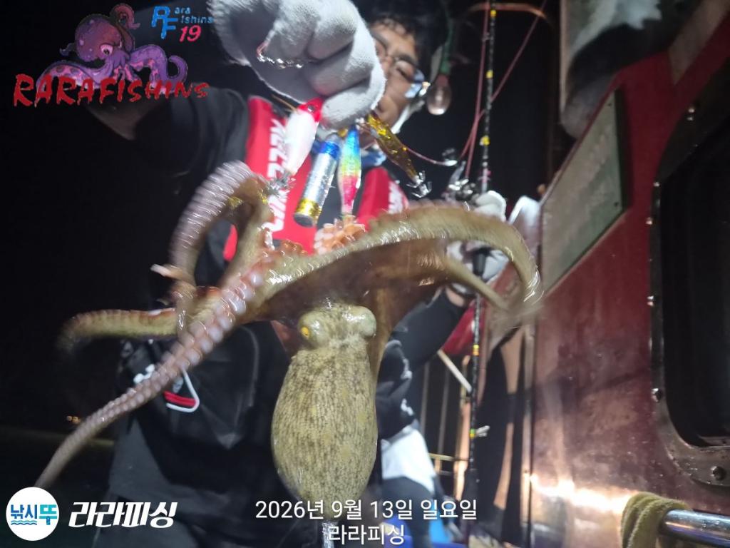 낚시뚜,돌문어,속천항(진해),라라피싱,낚시뚜2