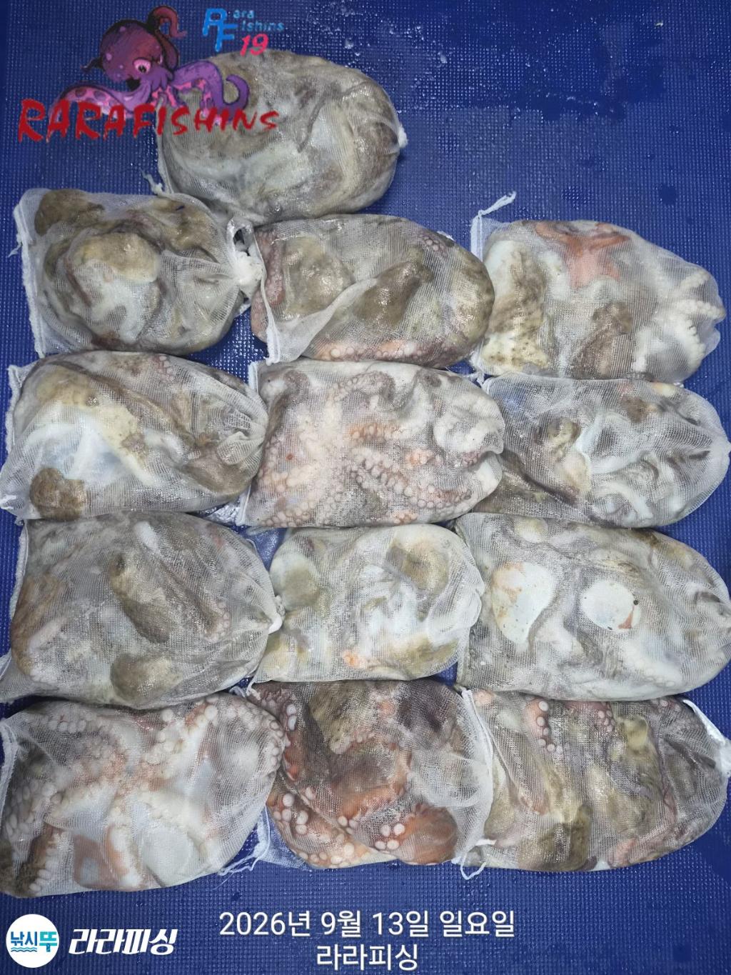 낚시뚜,돌문어,속천항(진해),라라피싱,낚시뚜1