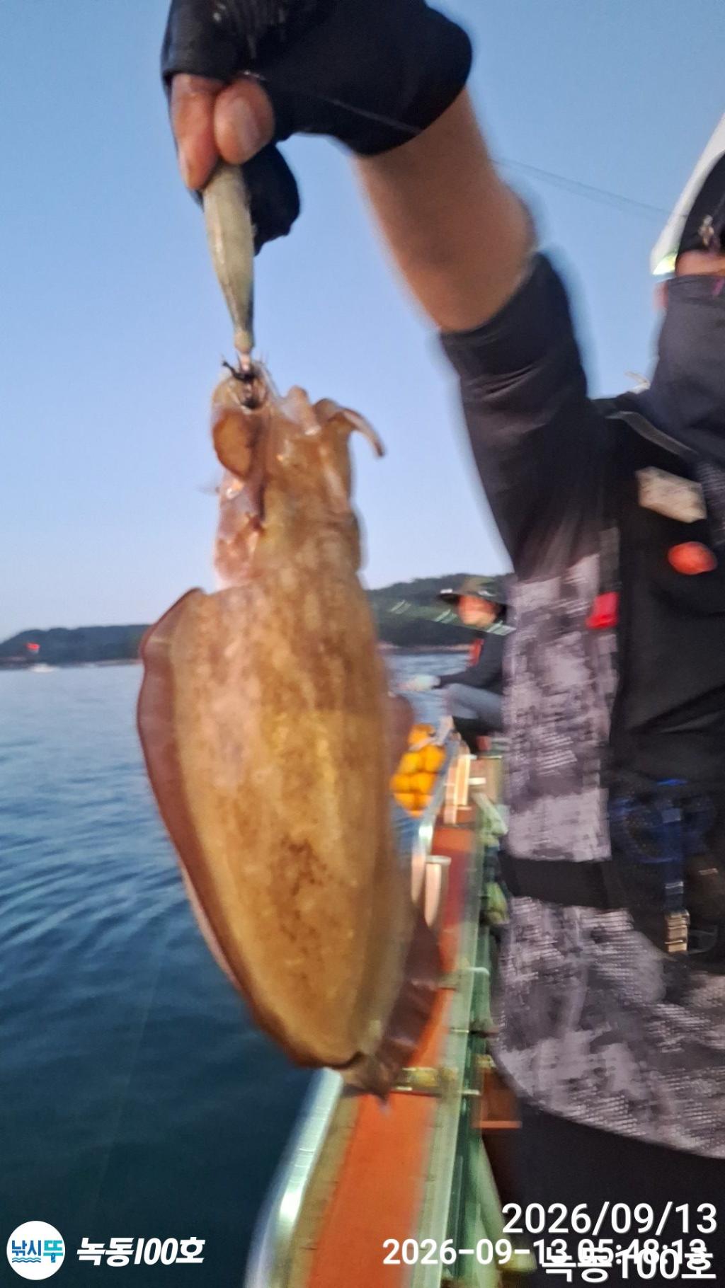 낚시뚜,돌문어,갑오징어,녹동항,녹동100호,낚시뚜5