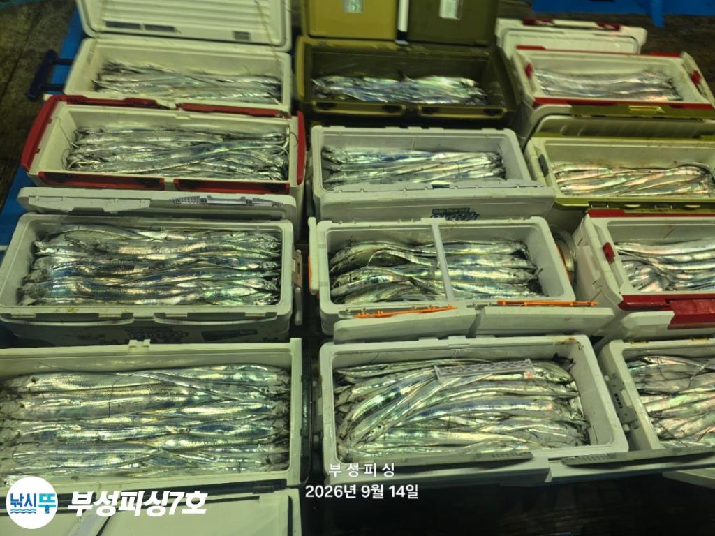 낚시뚜,갈치,통영영운리항,부성피싱7호,낚시뚜15