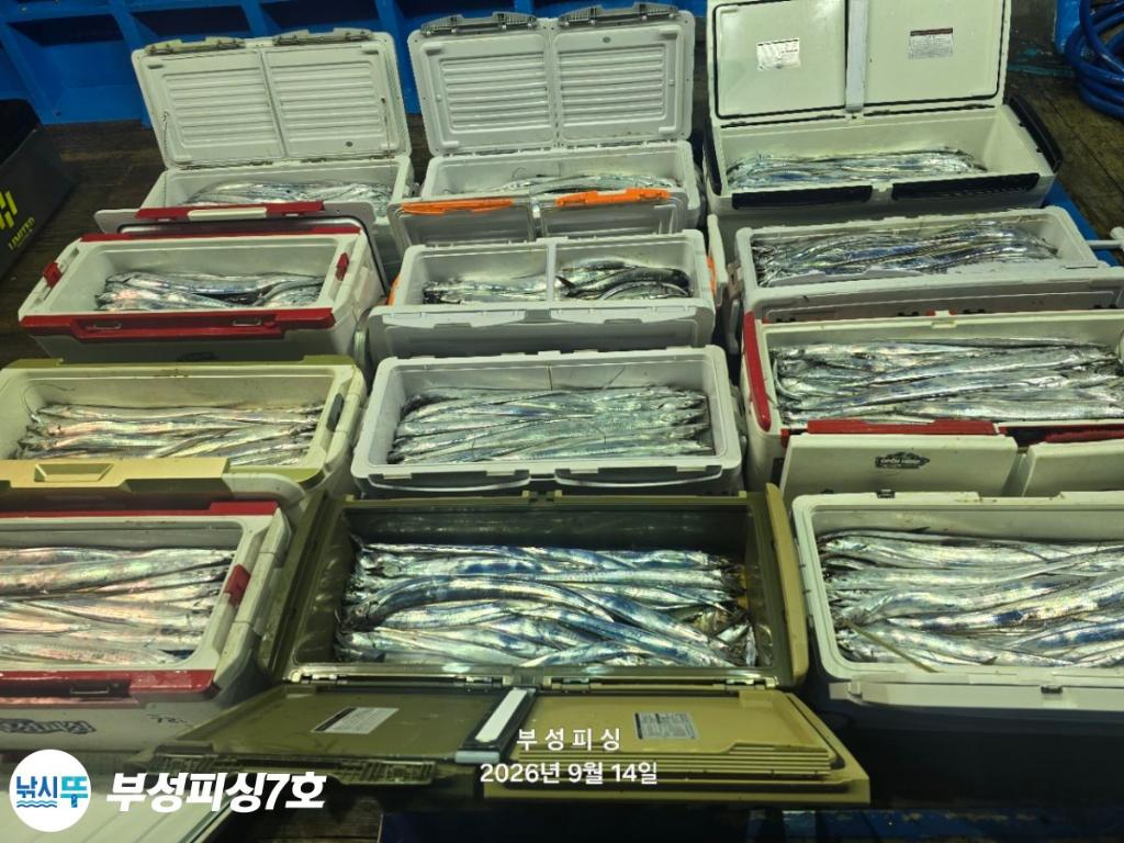 낚시뚜,갈치,통영영운리항,부성피싱7호,낚시뚜17