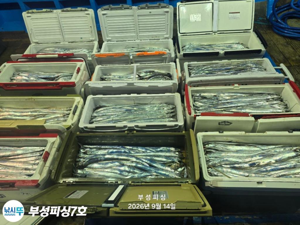 낚시뚜,갈치,통영영운리항,부성피싱7호,낚시뚜16