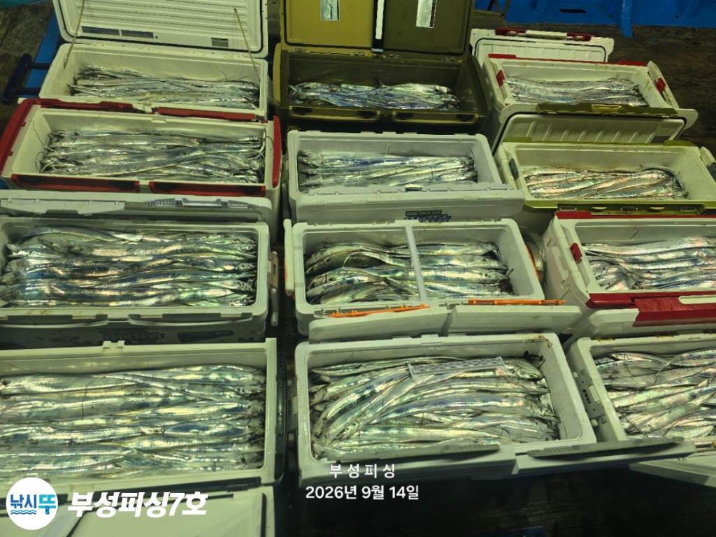 낚시뚜,갈치,통영영운리항,부성피싱7호,낚시뚜14