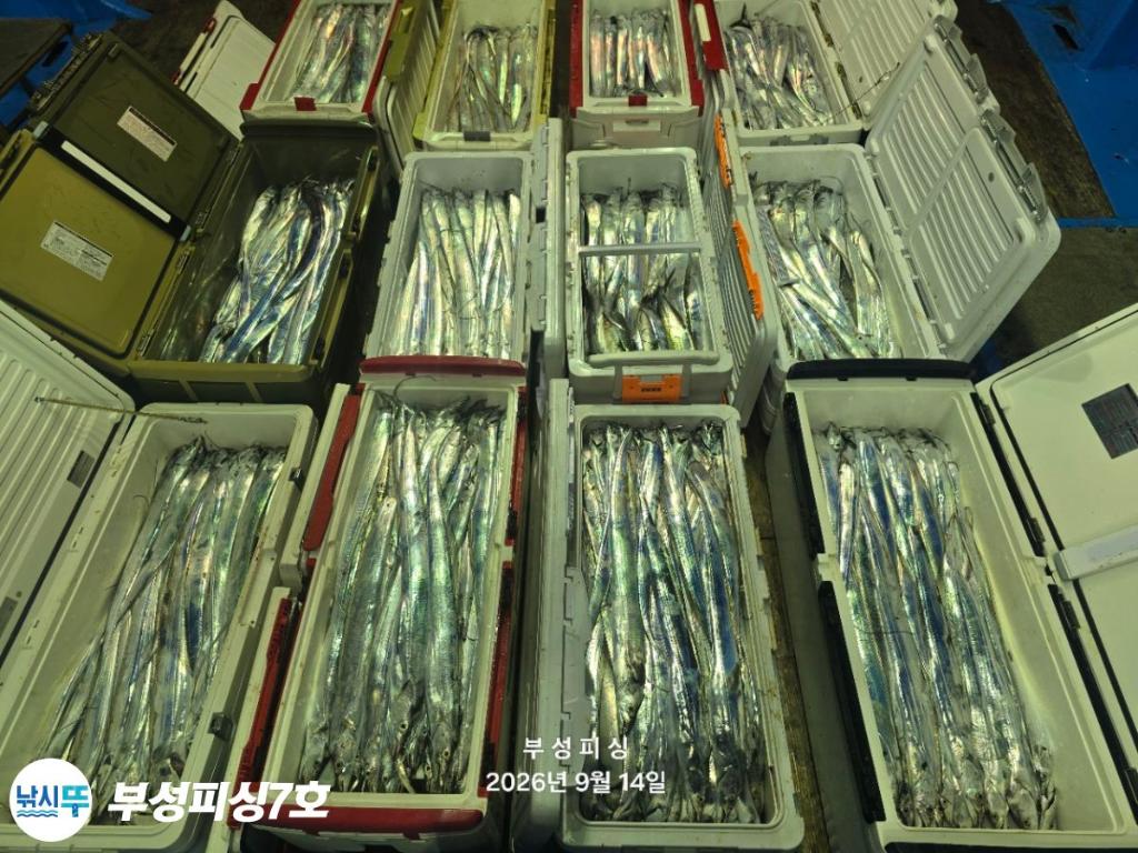 낚시뚜,갈치,통영영운리항,부성피싱7호,낚시뚜12