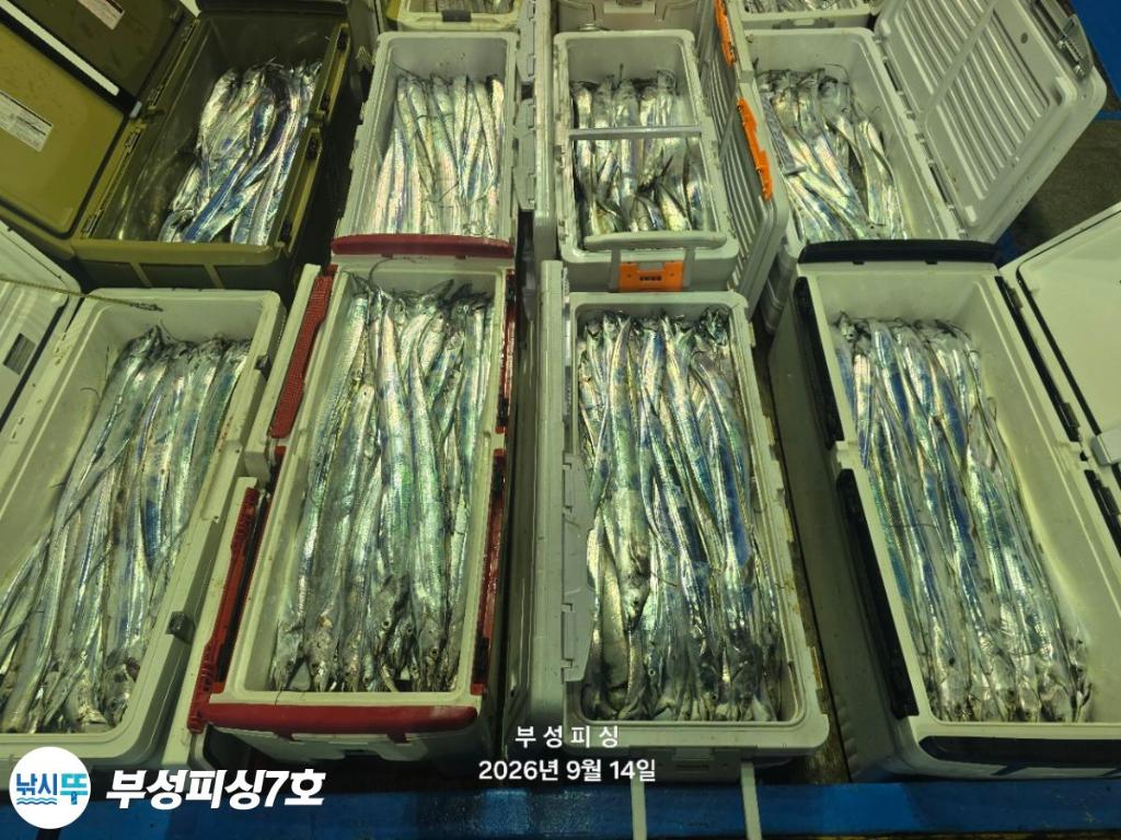 낚시뚜,갈치,통영영운리항,부성피싱7호,낚시뚜13