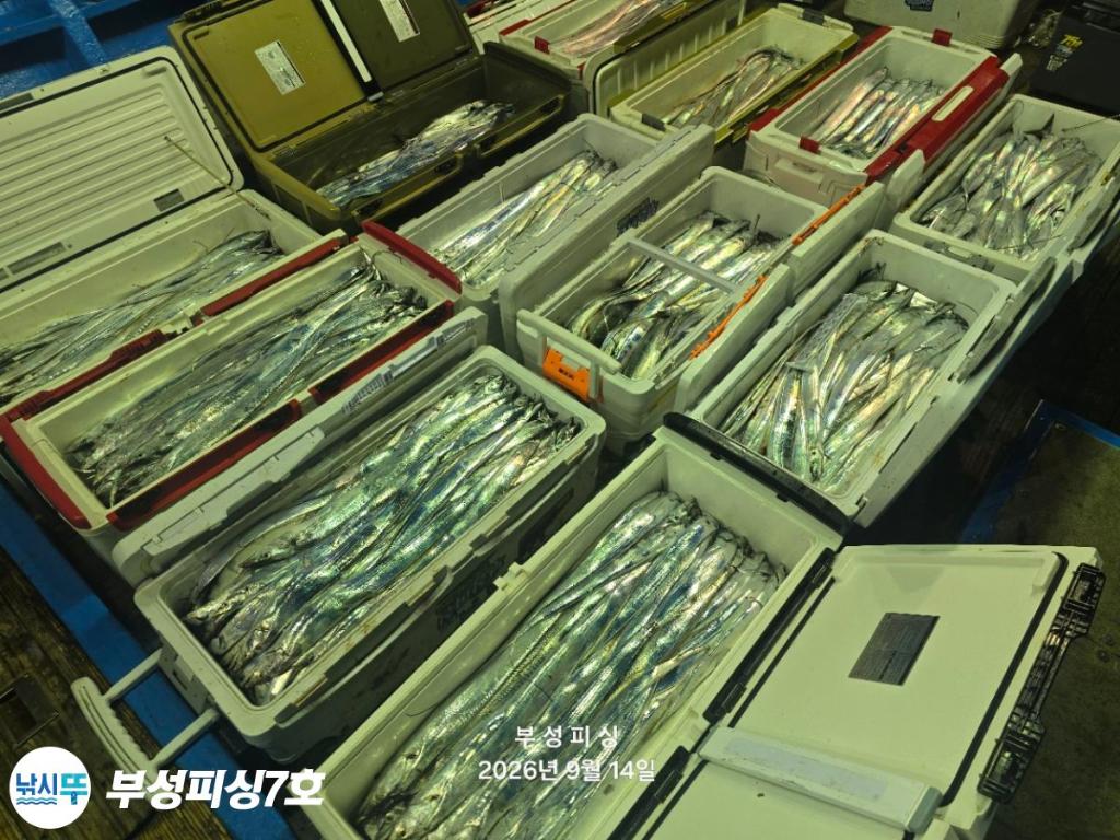 낚시뚜,갈치,통영영운리항,부성피싱7호,낚시뚜2
