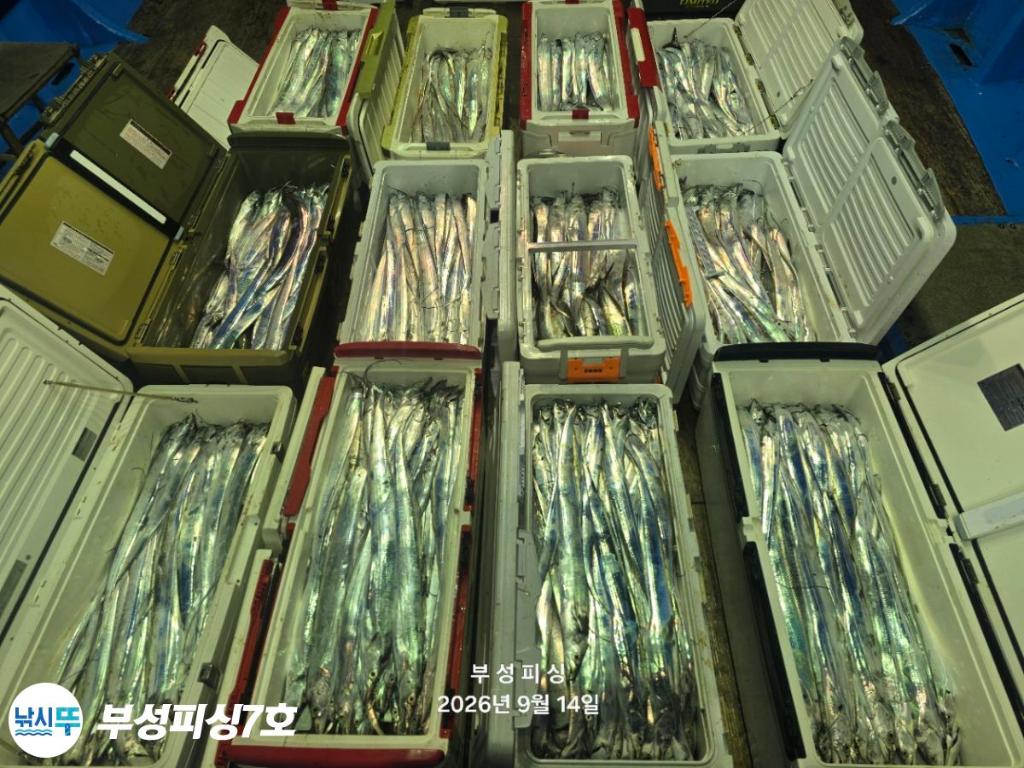 낚시뚜,갈치,통영영운리항,부성피싱7호,낚시뚜0