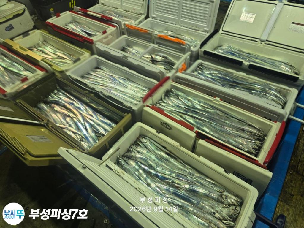 낚시뚜,갈치,통영영운리항,부성피싱7호,낚시뚜1