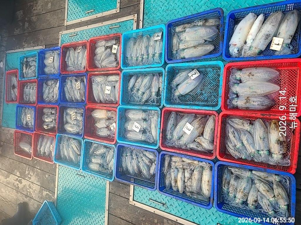 낚시뚜,무늬오징어,영일만항,뉴해마호,낚시뚜20