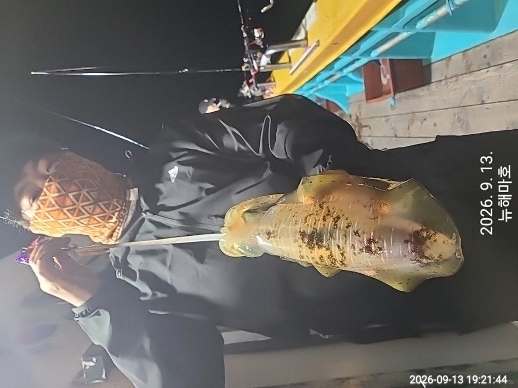 낚시뚜,무늬오징어,영일만항,뉴해마호,낚시뚜16