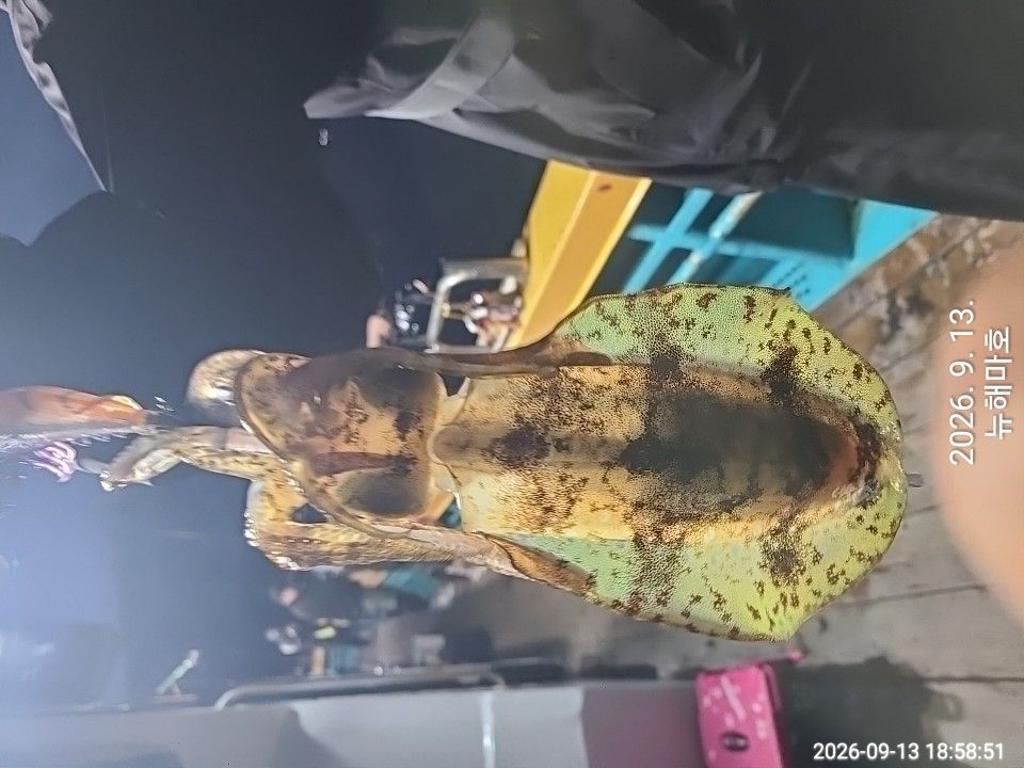 낚시뚜,무늬오징어,영일만항,뉴해마호,낚시뚜8