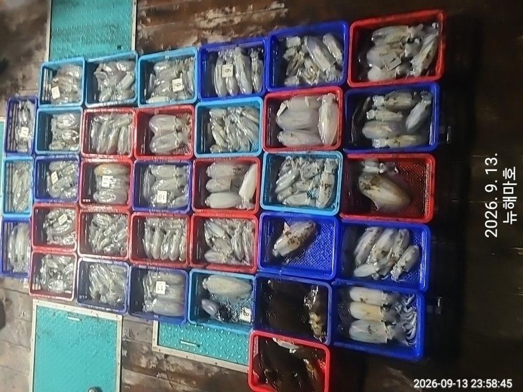 낚시뚜,무늬오징어,영일만항,뉴해마호,낚시뚜1