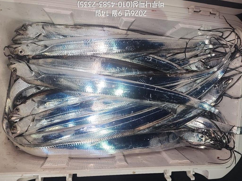 낚시뚜,갈치,속천항(진해),바루나피싱,낚시뚜6