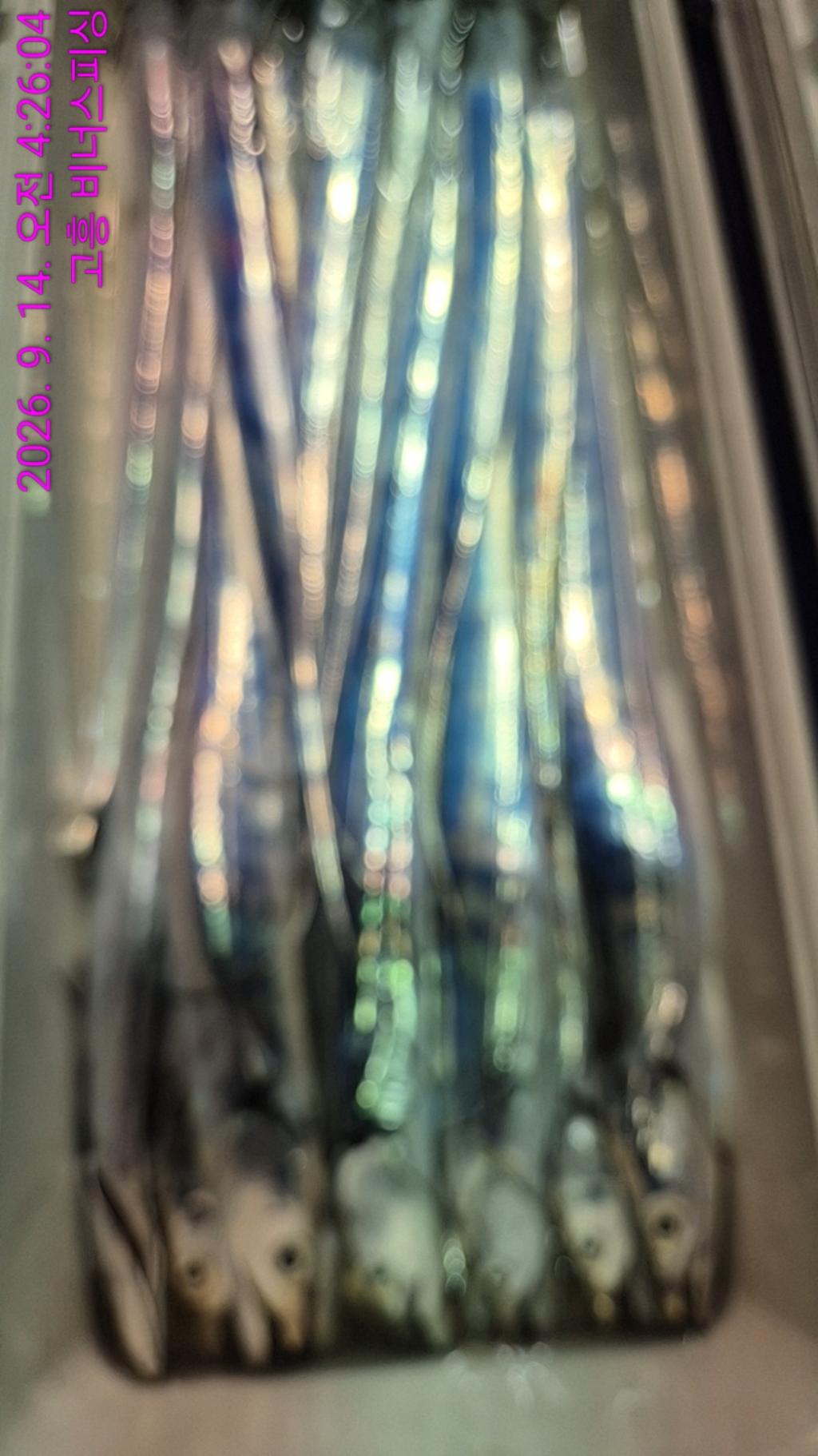 낚시뚜,,녹동항,비너스피싱,낚시뚜7