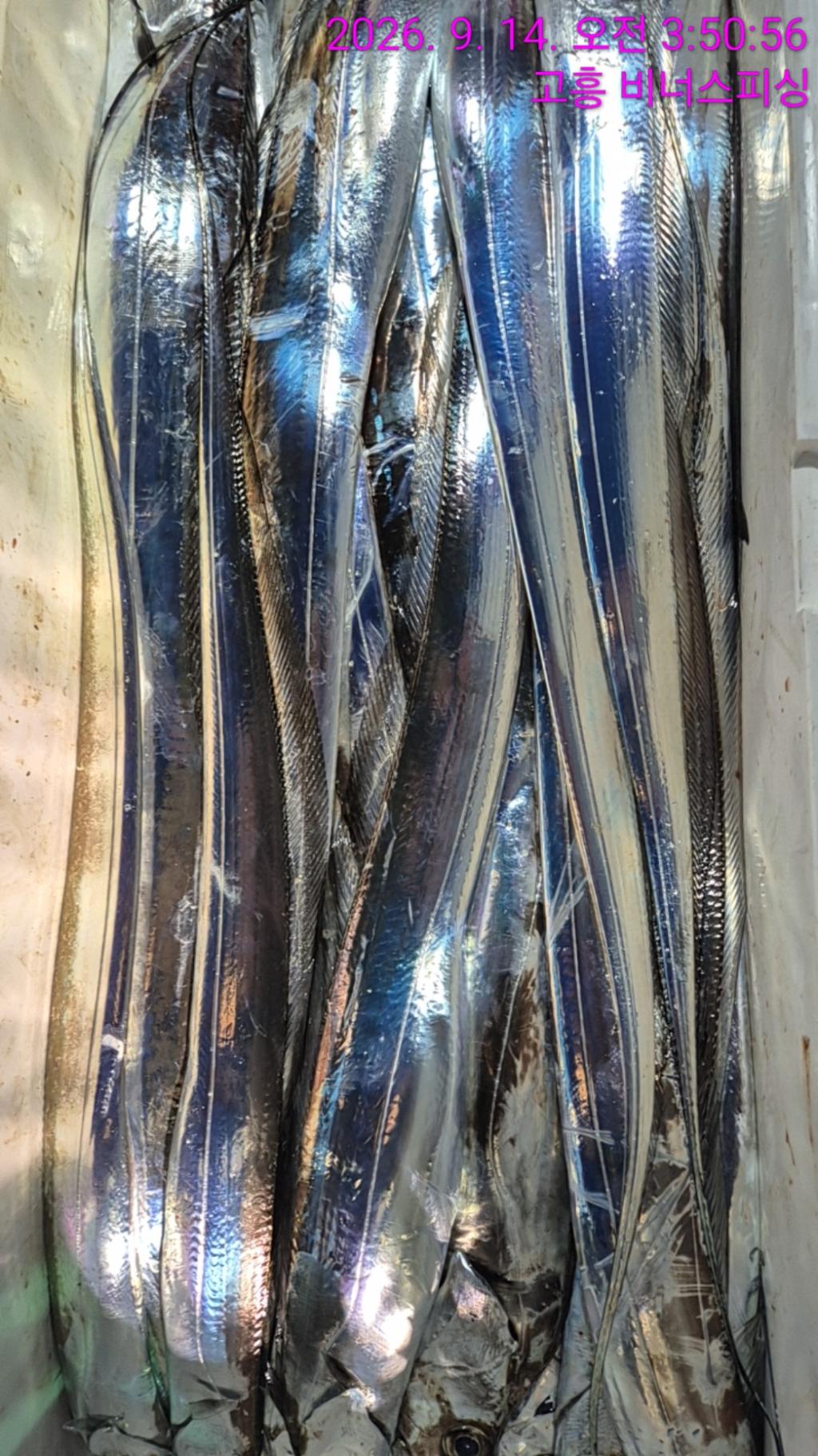 낚시뚜,,녹동항,비너스피싱,낚시뚜10