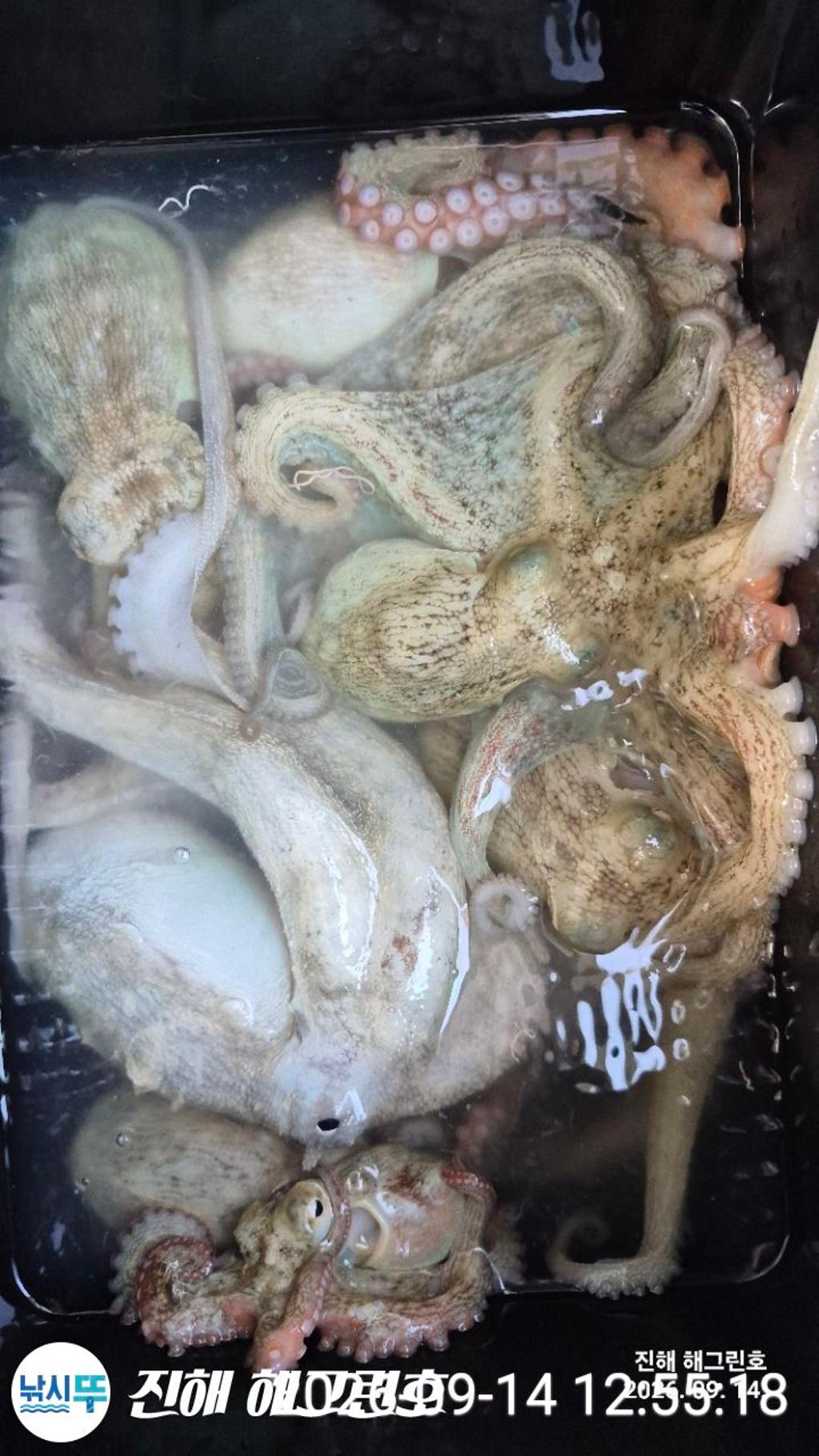 낚시뚜,돌문어,삼포항,진해 해그린호,낚시뚜4