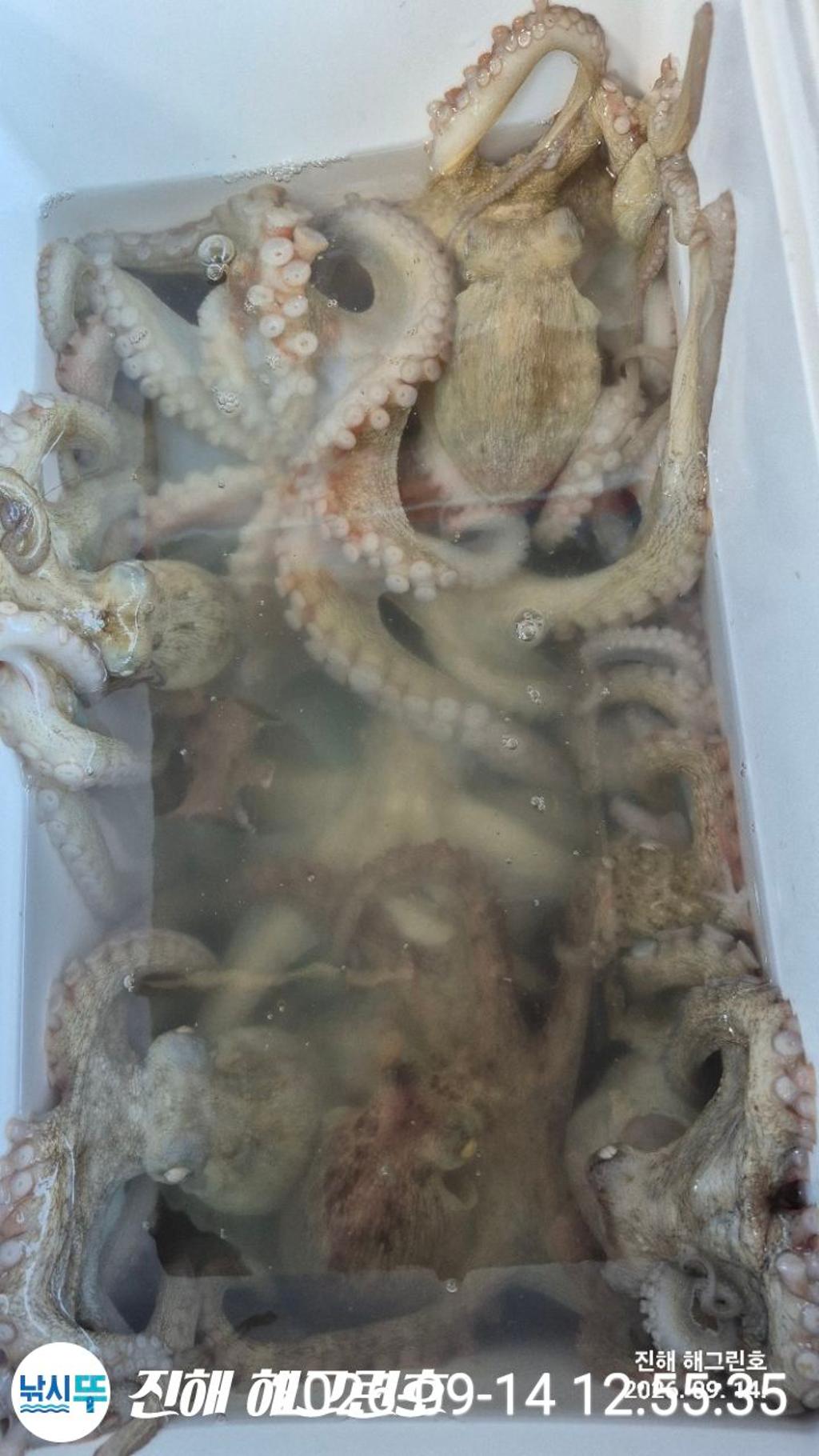 낚시뚜,돌문어,삼포항,진해 해그린호,낚시뚜2