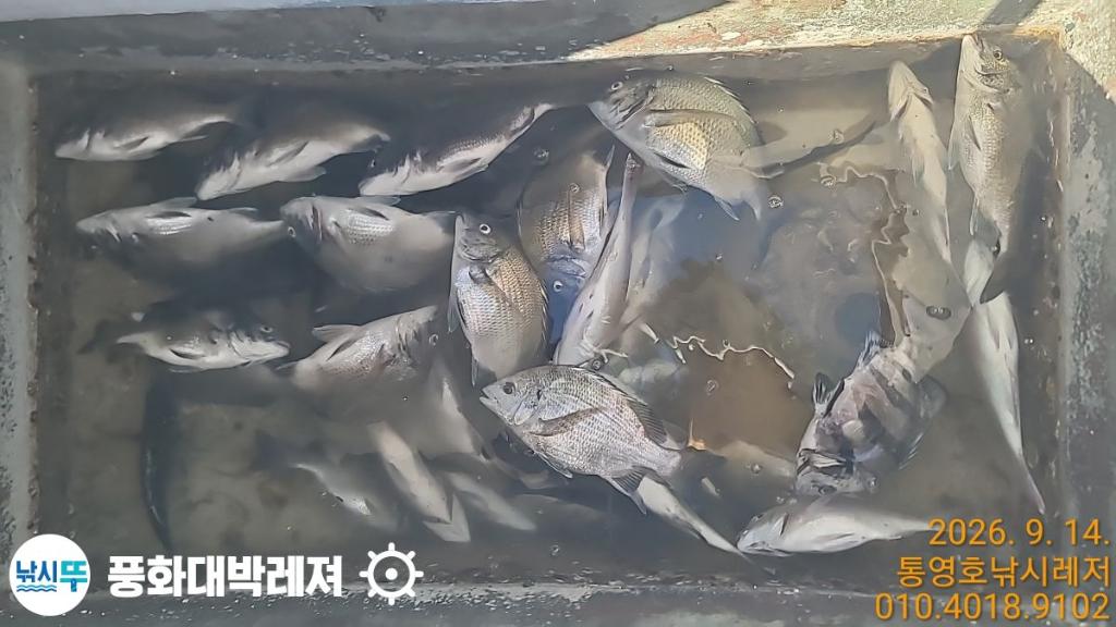 낚시뚜,감성돔,돌돔,벵에돔,궁항(경남),풍화대박레져,낚시뚜2