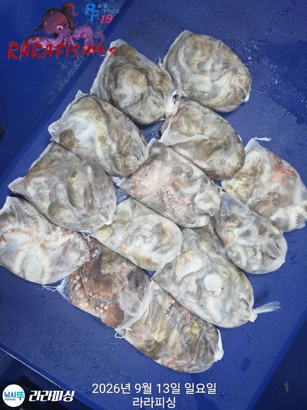 낚시뚜,돌문어,속천항(진해),라라피싱,낚시뚜15