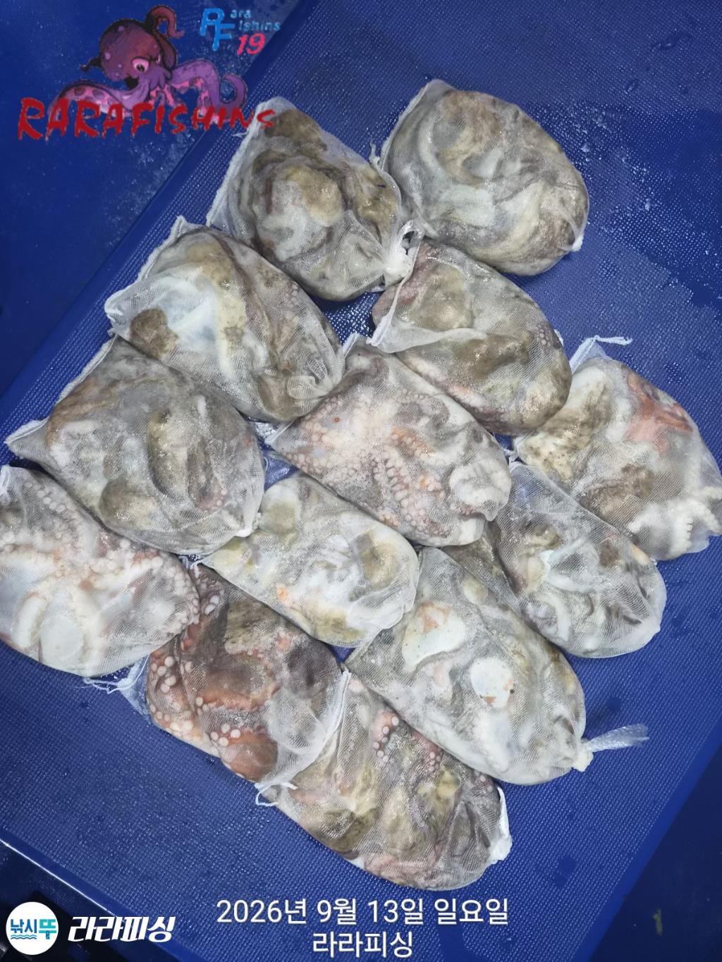 낚시뚜,돌문어,속천항(진해),라라피싱,낚시뚜14