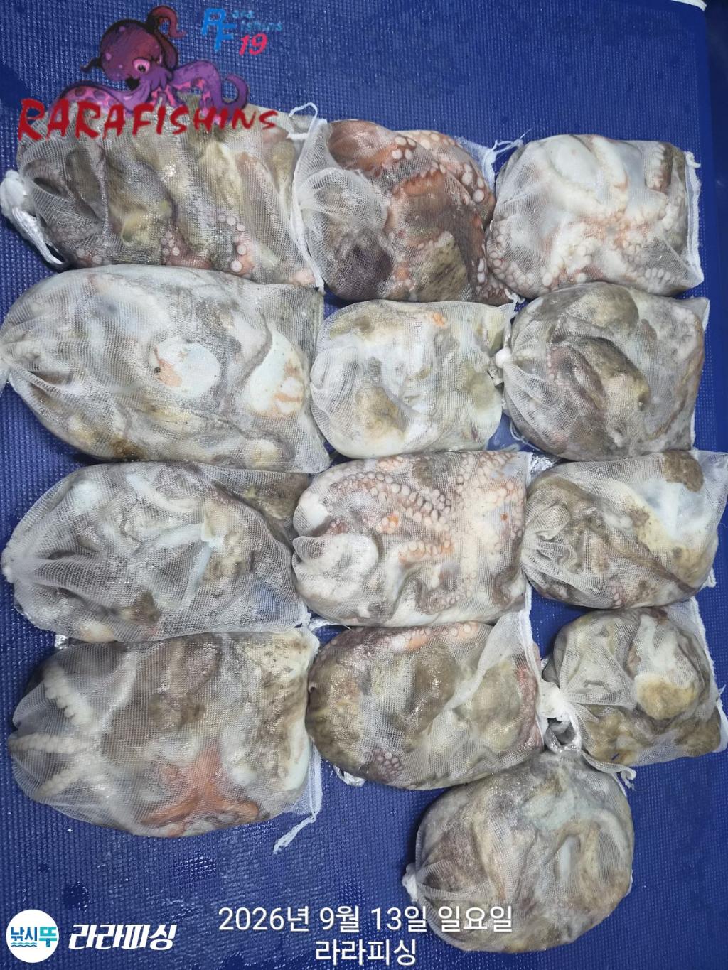 낚시뚜,돌문어,속천항(진해),라라피싱,낚시뚜10