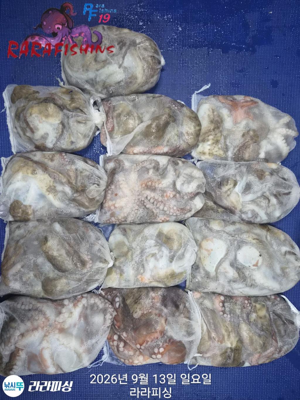 낚시뚜,돌문어,속천항(진해),라라피싱,낚시뚜0