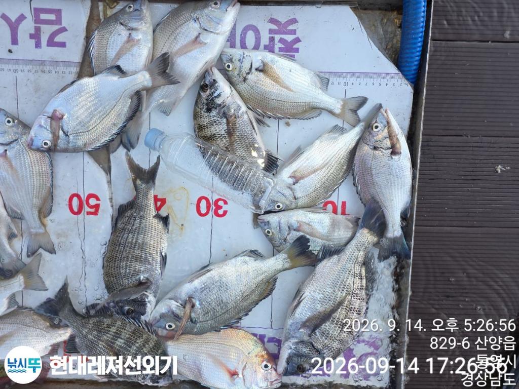 낚시뚜,감성돔,풍화상장마을,통영 현대레져선외기,낚시뚜3