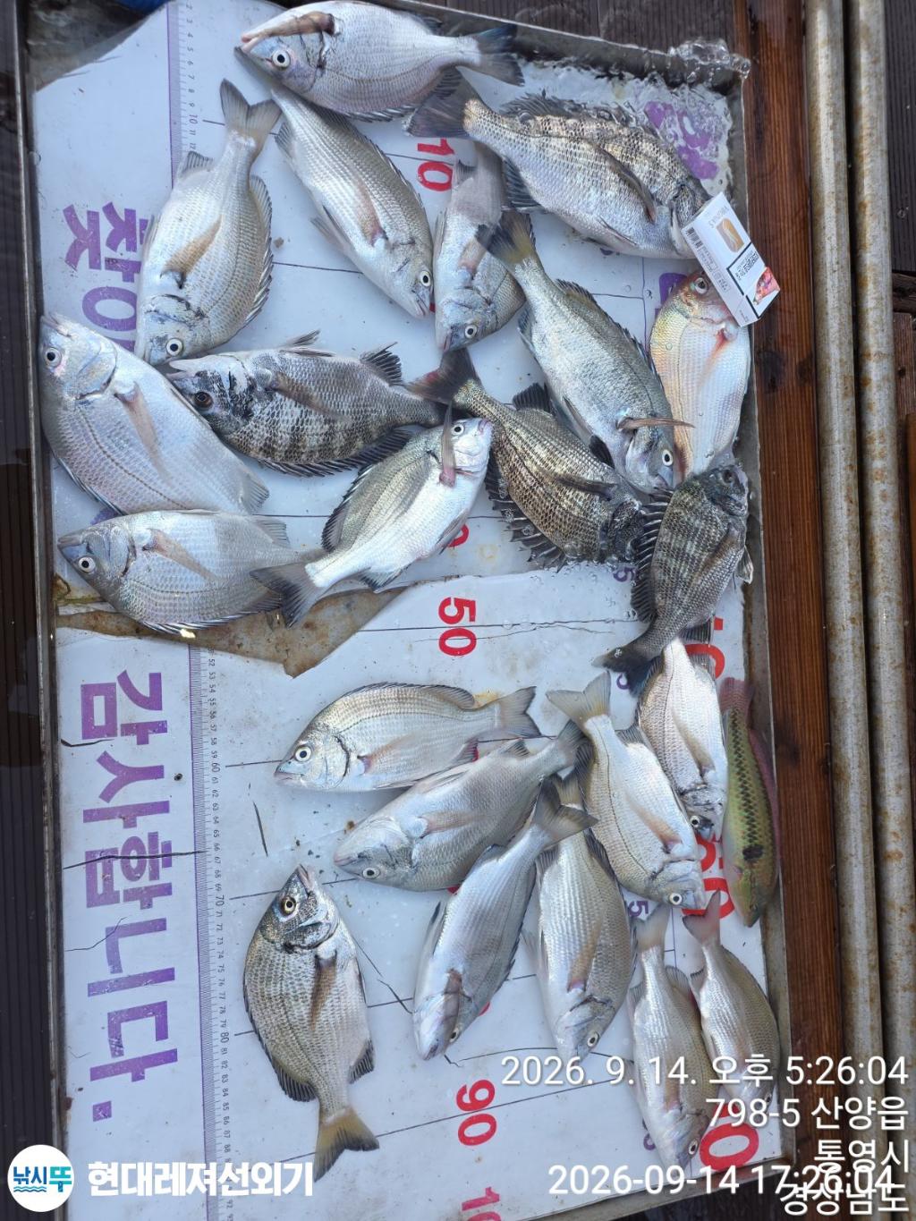 낚시뚜,감성돔,풍화상장마을,통영 현대레져선외기,낚시뚜2