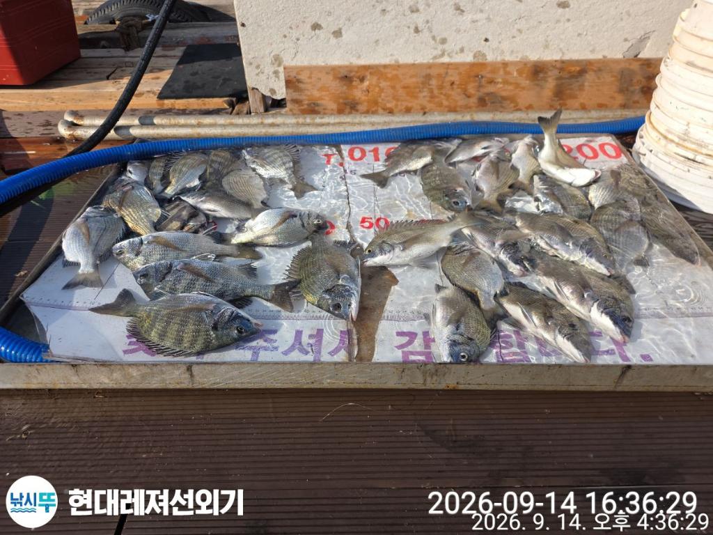 낚시뚜,감성돔,풍화상장마을,통영 현대레져선외기,낚시뚜0