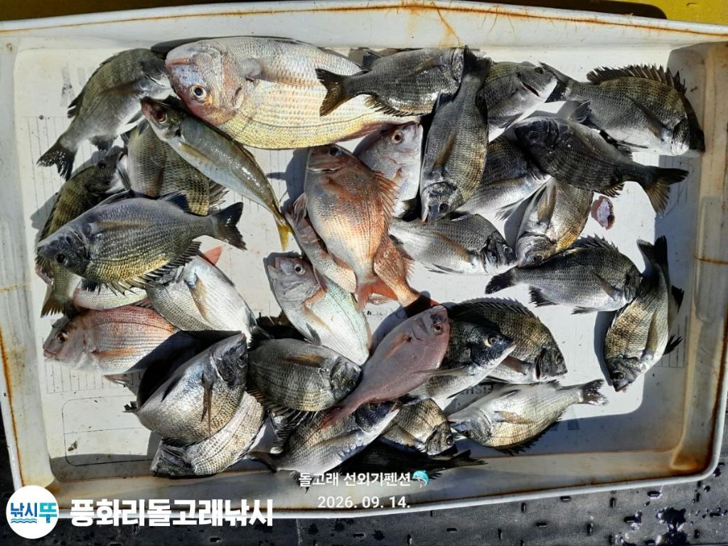 낚시뚜,감성돔,백조기,풍화상장마을,풍화리돌고래낚시,낚시뚜0