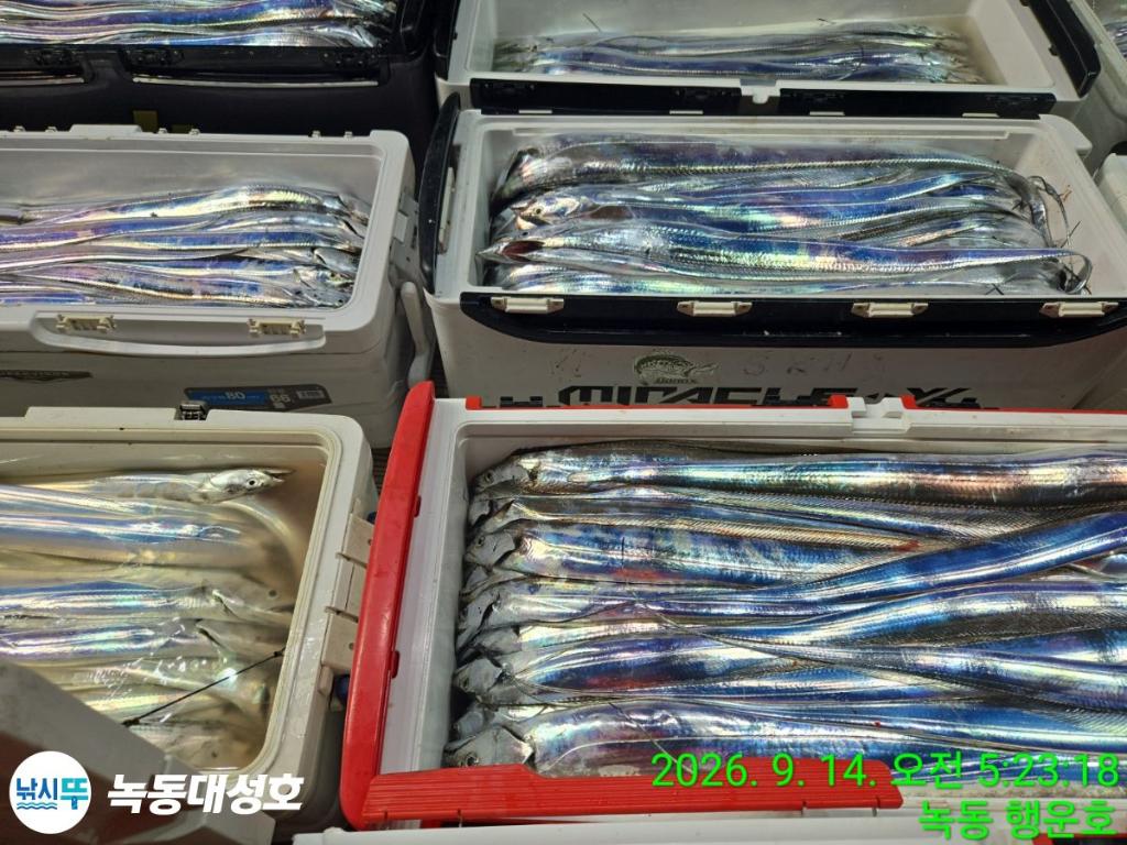 낚시뚜,갈치,녹동항,녹동대성호,낚시뚜47