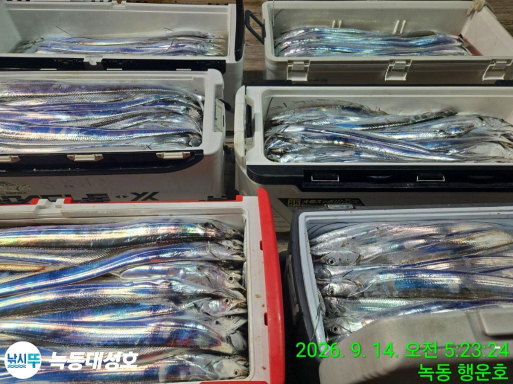 낚시뚜,갈치,녹동항,녹동대성호,낚시뚜46