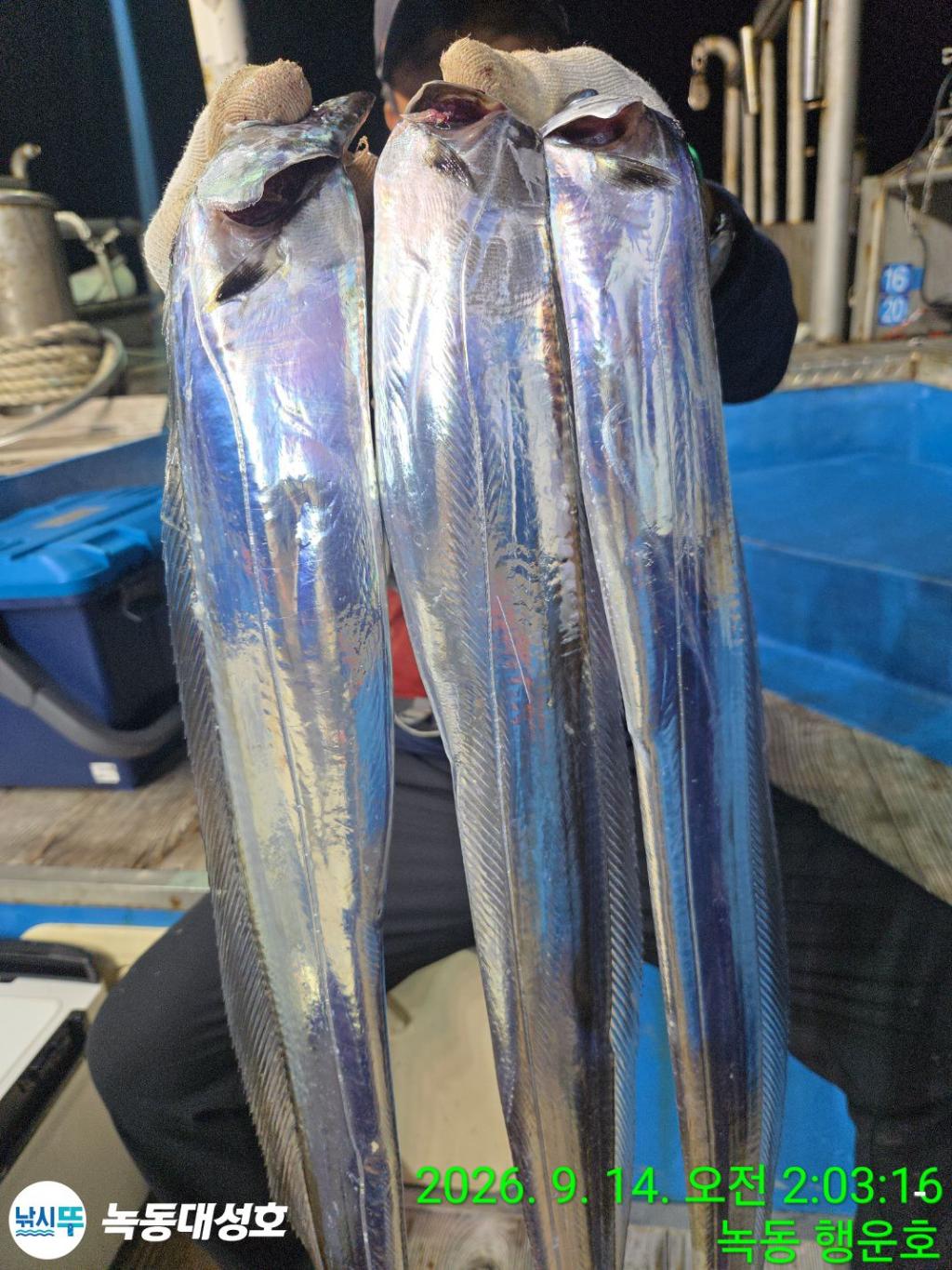 낚시뚜,갈치,녹동항,녹동대성호,낚시뚜20