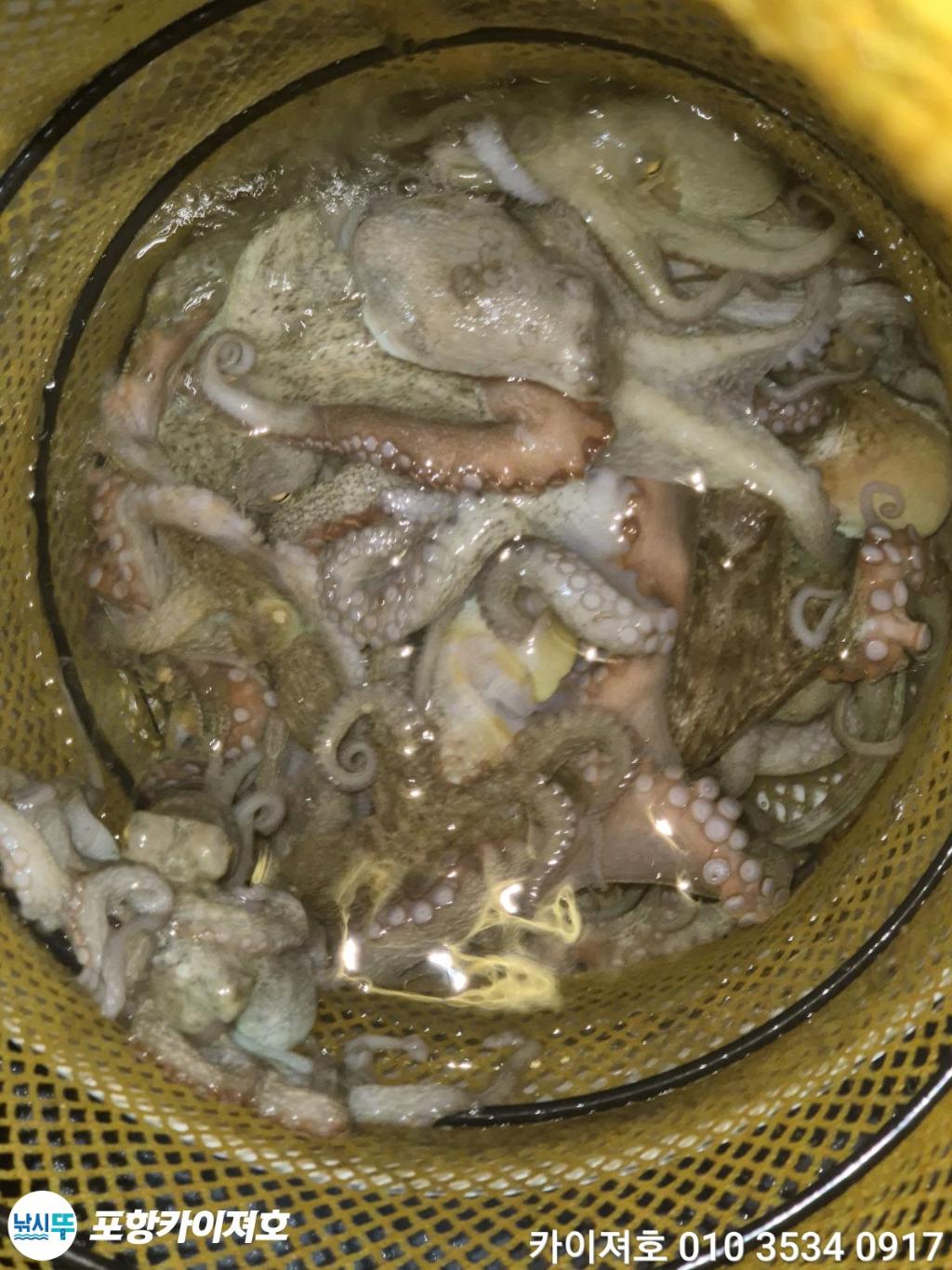 낚시뚜,돌문어,영일만항,포항카이져호,낚시뚜51