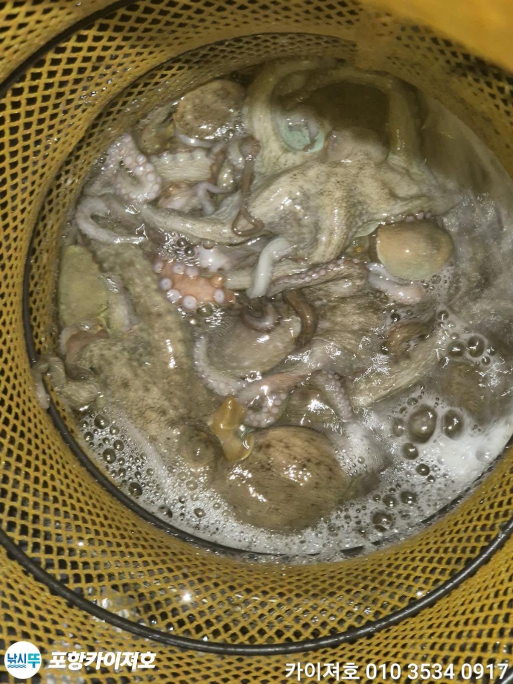 낚시뚜,돌문어,영일만항,포항카이져호,낚시뚜50