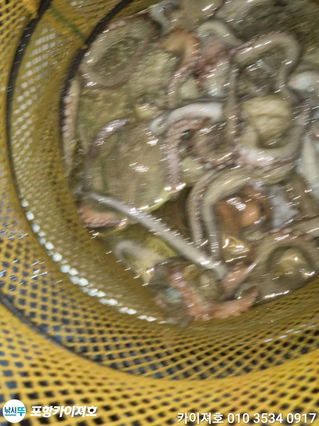 낚시뚜,돌문어,영일만항,포항카이져호,낚시뚜45