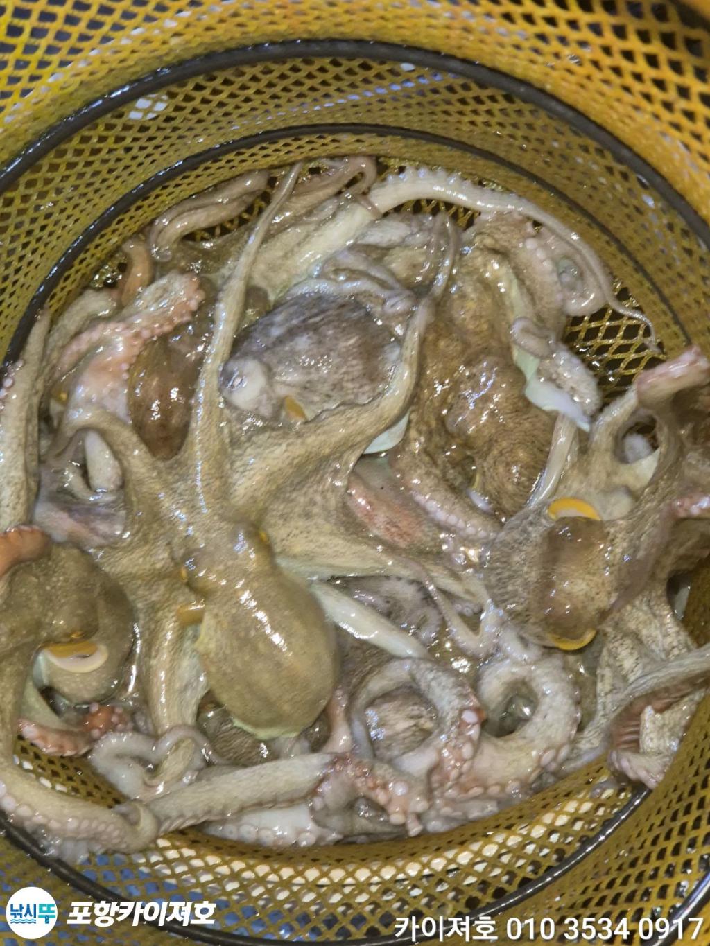 낚시뚜,돌문어,영일만항,포항카이져호,낚시뚜44