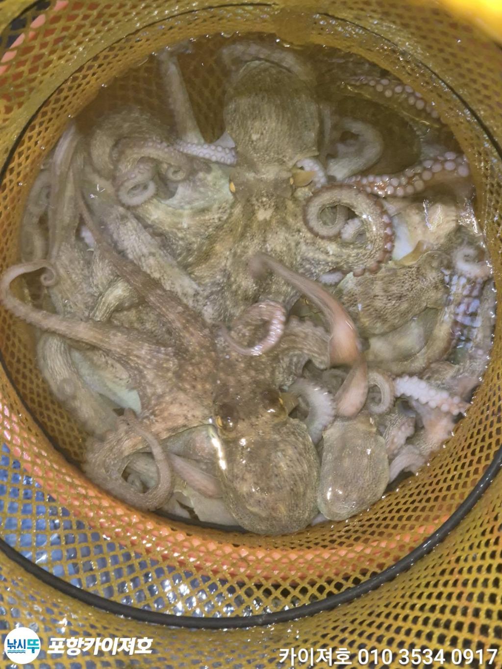 낚시뚜,돌문어,영일만항,포항카이져호,낚시뚜42