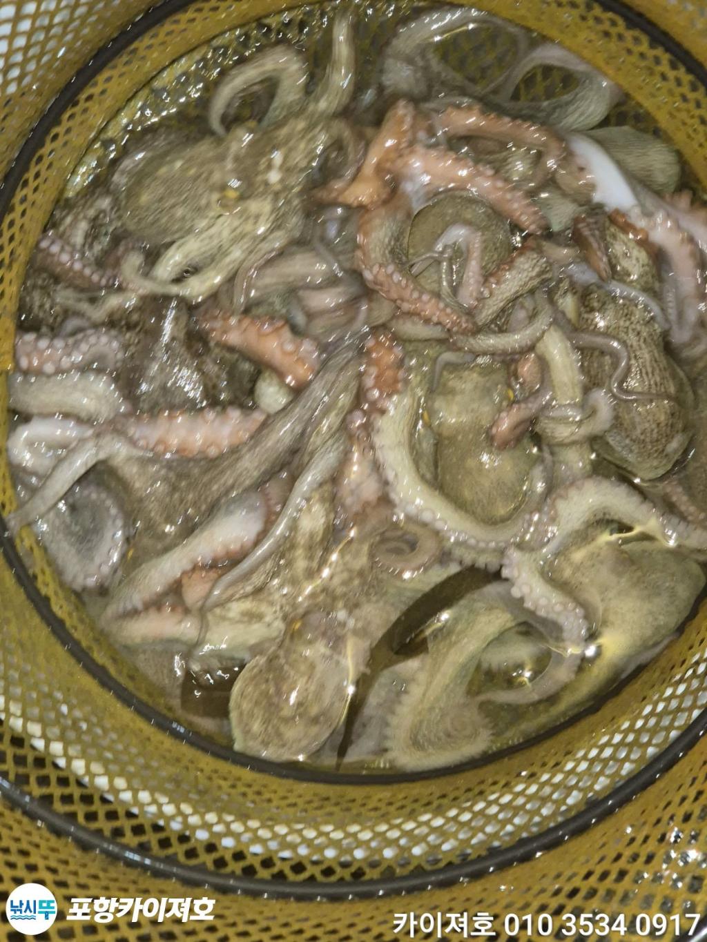 낚시뚜,돌문어,영일만항,포항카이져호,낚시뚜40