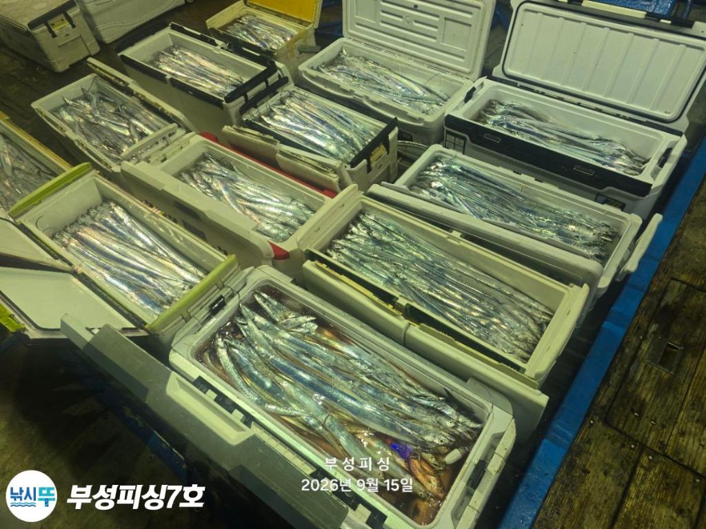 낚시뚜,갈치,통영영운리항,부성피싱7호,낚시뚜16