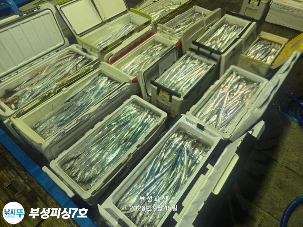 낚시뚜,갈치,통영영운리항,부성피싱7호,낚시뚜18