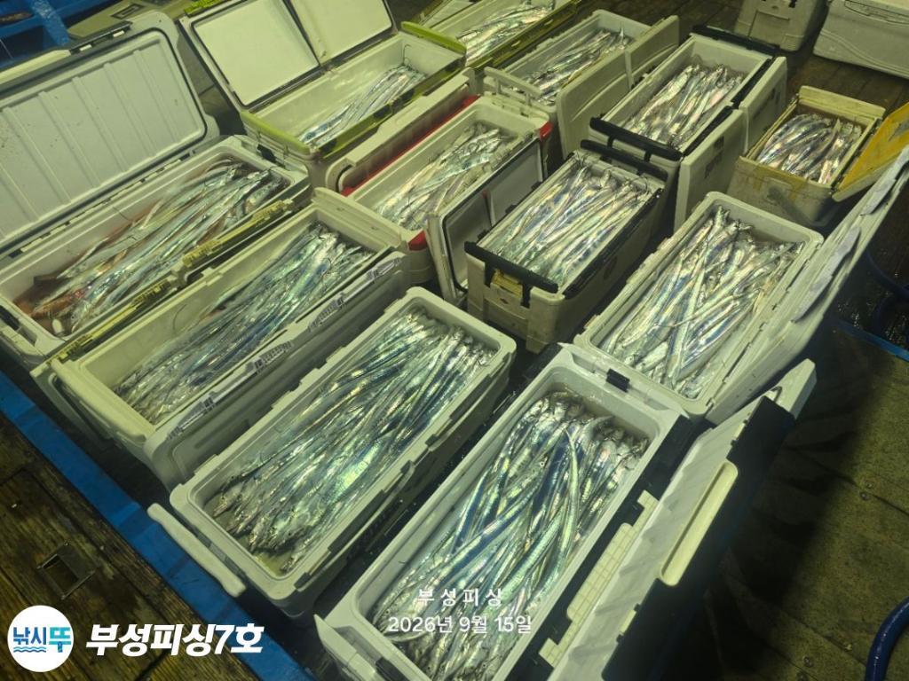 낚시뚜,갈치,통영영운리항,부성피싱7호,낚시뚜17