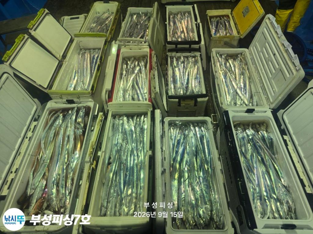 낚시뚜,갈치,통영영운리항,부성피싱7호,낚시뚜13